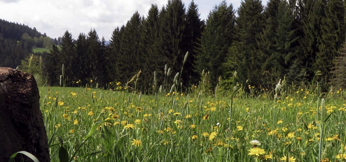 Auf Entdeckungstour durch den Schwarzwald #BloggerWGSchwarzwald