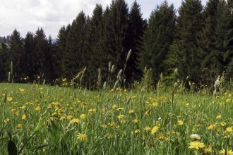 Auf Entdeckungstour durch den Schwarzwald #BloggerWGSchwarzwald