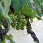 Reisebericht zu Korfu – Unterwegs mit Corfelios