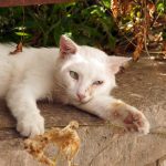 Reisebericht zu Korfu – Unterwegs mit Corfelios