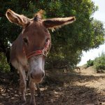 Reisebericht zu Korfu – Unterwegs mit Corfelios