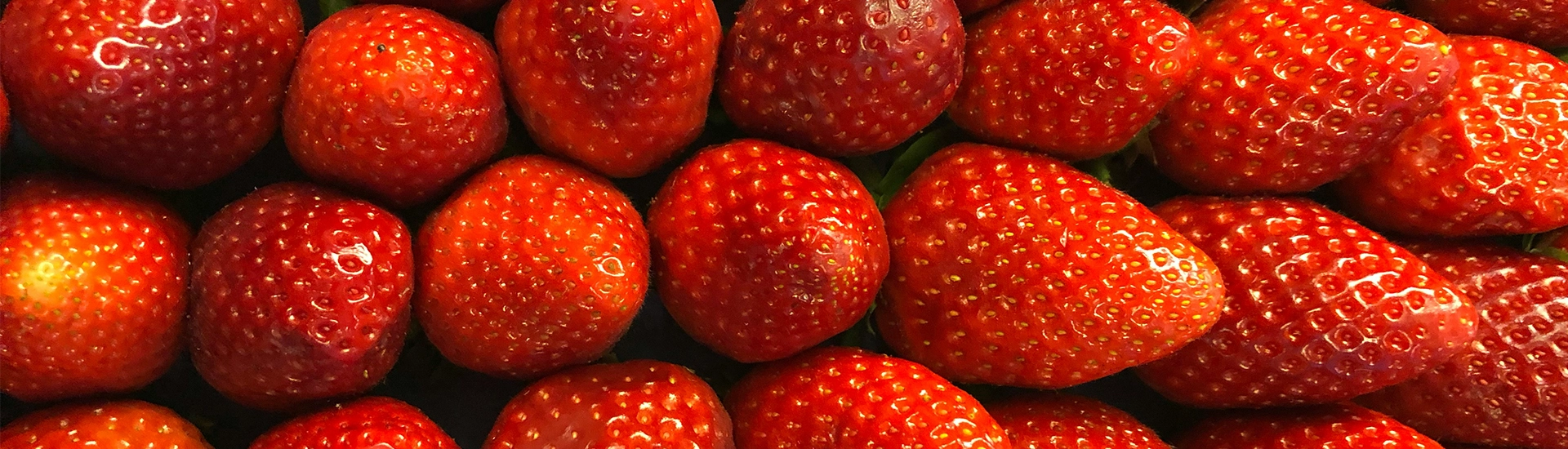 Frische rote Erdbeeren zu Trockenfrüchten